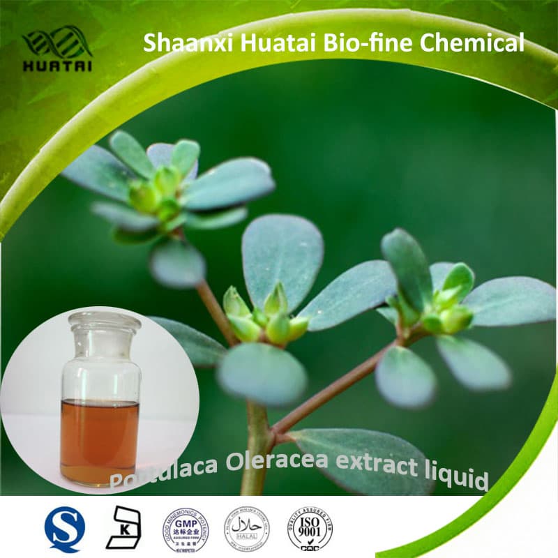 _Huatai Manufacture_portulaca oleracea powder and liquid